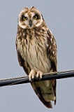 Kula Owl---- _10